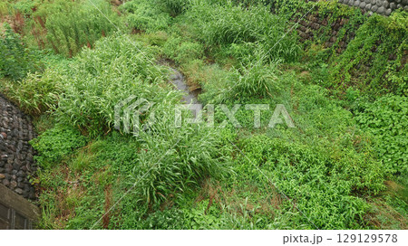 小川のせせらぎ 129129578