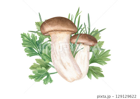 Eryngii mushrooms among aromatic parsley and dill herbs watercolor illustration isolated background. King oyster trumpet mushroom and seasoning greenery. Vegan and vegetarian Asian cuisine cookbooks. 129129622