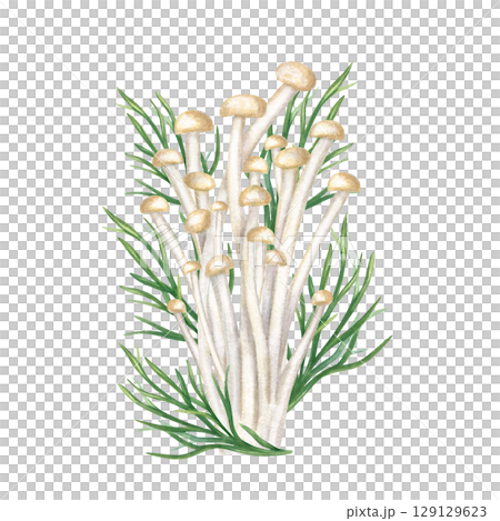 Enoki mushrooms and fresh dill leaves watercolor illustration isolated on white background. Vegan East Asian golden needle enokitake for Chinese, Korean culinary or Japanese organic food, cookbooks. Enoki mushrooms and fresh dill leaves watercolor illustration isolated on white background. Vegan East Asian golden needle enokitake for Chinese, Korean culinary or Japanese organic food, cookbooks. 129129623