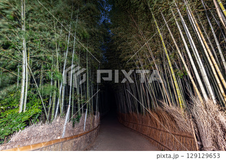 Before sunrise in Kyoto, the bamboo path of Arashiyama Forest emerges under artificial light 129129653