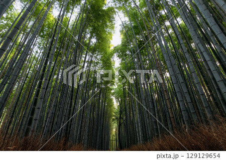 In Arashiyama Bamboo Forest, vertical trunks form a deep corridor of green symmetry 129129654
