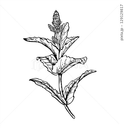 Flowering mint branch with leaves monochrome vector illustration. Aromatic melissa branch in blossom sketch painted by black inks. Seasoning herb line art for organic cosmetic design, beverage design. 129129817