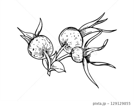 Monochrome ripe rosehip berry cluster on branch vector isolated illustration in engraving style. Outline wild berries sketch for herbal medicine packaging, vitamin supplements, organic tea labels. 129129855