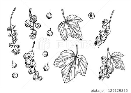 Monochrome currant raceme with berries, flowers and leaves vector isolated illustration set. Outline gooseberry sketch for organic food packaging, healthy juice labels, herbal tea design. Monochrome currant raceme with berries, flowers and leaves vector isolated illustration set. Outline gooseberry sketch for organic food packaging, healthy juice labels, herbal tea design. 129129856