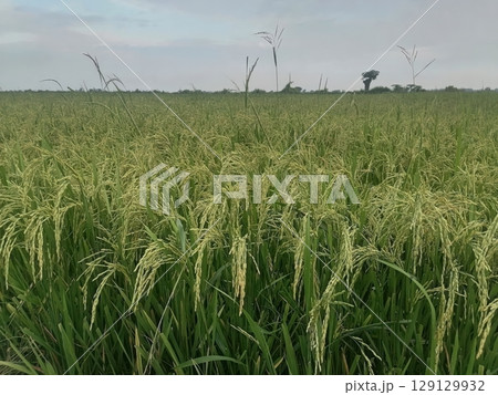 Lush Green Rice Field with Tall Stalks Under a Soft Sky at Dusk in Agricultural Landscape Lush Green Rice Field with Tall Stalks Under a Soft Sky at Dusk in Agricultural Landscape 129129932