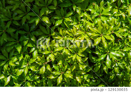 奈良県の古刹「当麻寺」 奈良県の古刹「当麻寺」 129130035