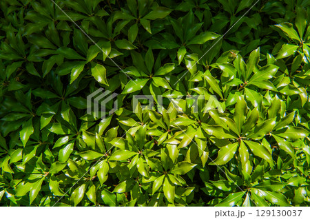 奈良県の古刹「当麻寺」 129130037