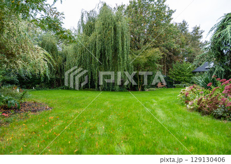 Lush green private garden with weeping willow and colorful flower beds, cozy outdoor atmosphere. 129130406