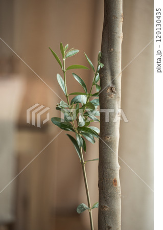 Olive tree trunk with single green shoot in soft light 129130435