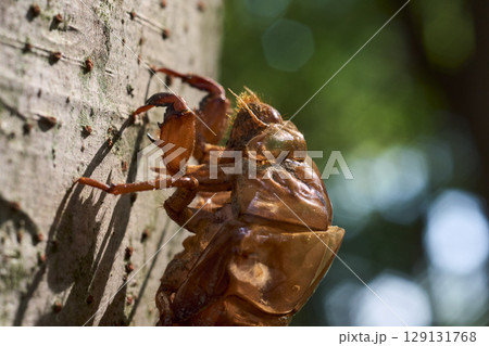 夏らしい風景。木漏れ日に照らされた蝉の抜け殻のクローズアップ。 夏らしい風景。木漏れ日に照らされた蝉の抜け殻のクローズアップ。 129131768