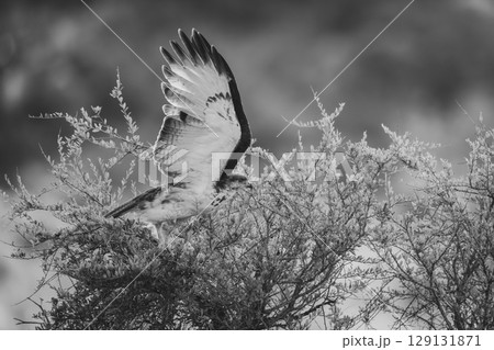 Mono augur buzzard takes off from bush Mono augur buzzard takes off from bush 129131871
