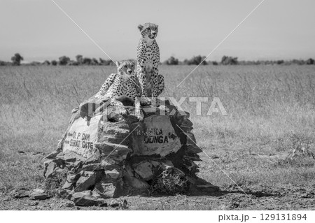 Mono cheetahs sit and lie on marker 129131894