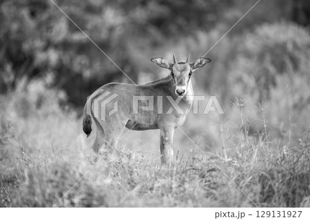 Mono fringe-eared oryx calf turns towards camera 129131927
