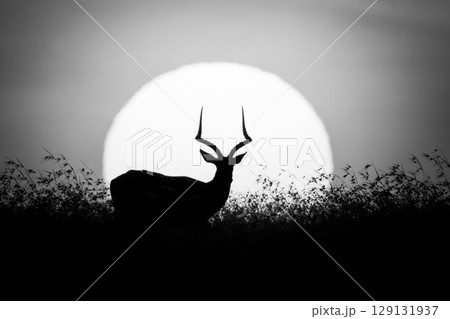 Mono impala stands before sun on horizon 129131937