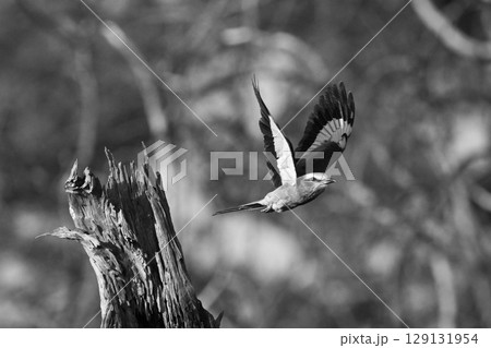 Mono lilac-breasted roller flies off from stump 129131954