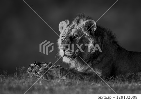 Mono lion lies guarding meat on grass 129132009