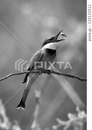Mono little bee-eater on branch tosses fly Mono little bee-eater on branch tosses fly 129132012