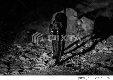 Mono panther walks towards camera at night 129132020