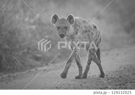 Mono spotted hyena crosses track past camera Mono spotted hyena crosses track past camera 129132025