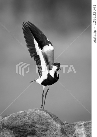 Mono spur-winged lapwing prepares to take off 129132041