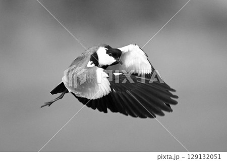 Mono spur-winged lapwing with catchlight passes camera Mono spur-winged lapwing with catchlight passes camera 129132051
