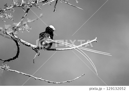 Mono straw-tailed whydah with catchlight on branch Mono straw-tailed whydah with catchlight on branch 129132052