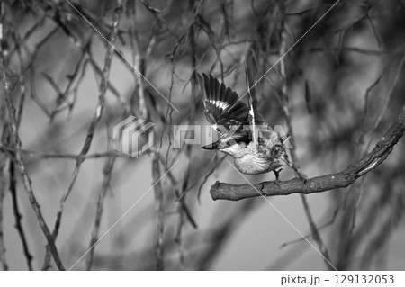 Mono striped kingfisher leaves branch with catchlight Mono striped kingfisher leaves branch with catchlight 129132053