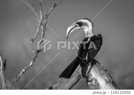 Mono Von der Decken hornbill on log Mono Von der Decken hornbill on log 129132056