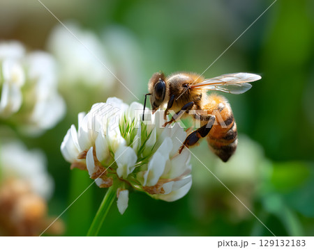白詰草の花にとまるミツバチのマクロ自然写真 129132183
