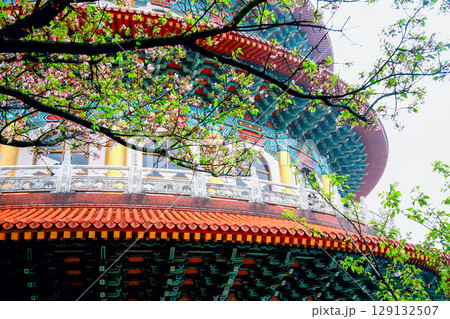 Tianyuan Temple Cherry Blossoms in Tamsui New Taipei City. 129132507