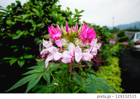 Pink Cleome Flower Blooming in Shiding New Taipei City Taiwan. Pink Cleome Flower Blooming in Shiding New Taipei City Taiwan. 129132515