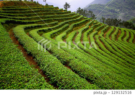 Verdant Terraces of Ba Gua Tea Garden in Shiding New Taipei City Taiwan. Verdant Terraces of Ba Gua Tea Garden in Shiding New Taipei City Taiwan. 129132516