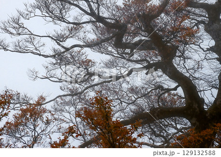 Deciduous tree with a few red leaves on Taipingshan, Yilan, Taiwan. 129132588