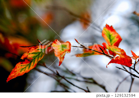 Autumn leaves on Taipingshan National Forest Recreation Area in Yilan, Taiwan. Autumn leaves on Taipingshan National Forest Recreation Area in Yilan, Taiwan. 129132594