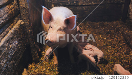 Sow feeding piglets in dark barn of pig farm Sow feeding piglets in dark barn of pig farm 129132839