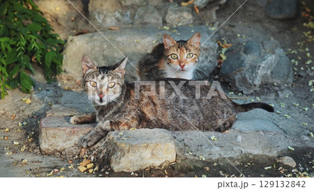 Two stray cats resting on the ruins in Crimea Two stray cats resting on the ruins in Crimea 129132842