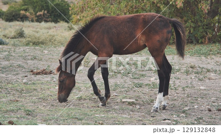Young horse with dark limbs, white markings, feeding on pasture grass near woodland border 129132848