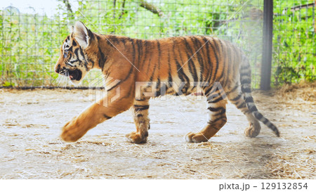 Sumatran tiger cub walking in its enclosure at the zoo Sumatran tiger cub walking in its enclosure at the zoo 129132854
