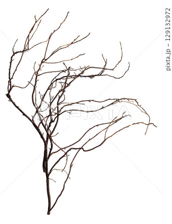 The intricately entwined withered branch of a bush on a white background. 129132972