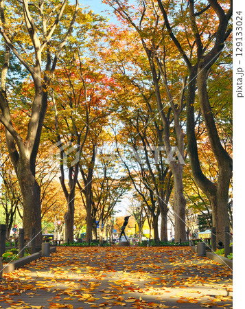 秋の仙台定禅寺通（宮城県仙台市） 129133024