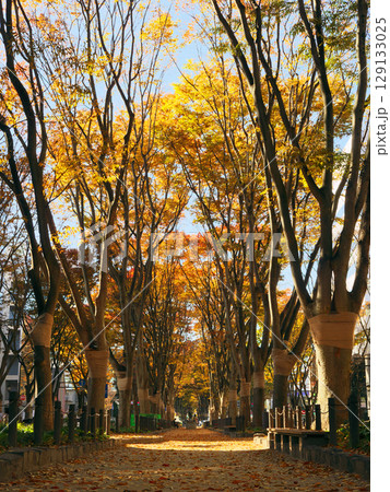 秋の仙台定禅寺通（宮城県仙台市） 129133025