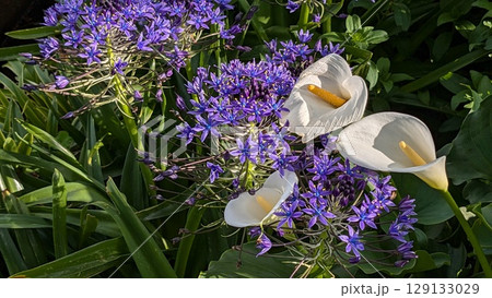 カラーとオオツルボ カラーとオオツルボ 129133029