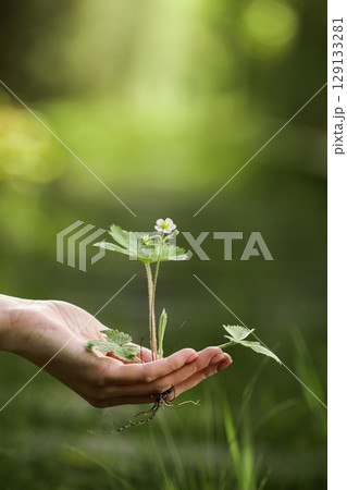 environment Earth Day In the hands of trees growing seedlings. Bokeh green Background Female hand holding tree on nature field grass Forest conservation concept environment Earth Day In the hands of trees growing seedlings. Bokeh green Background Female hand holding tree on nature field grass Forest conservation concept 129133281