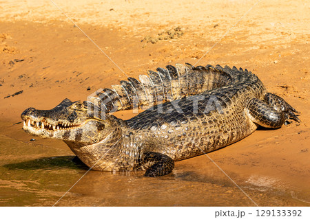 Caiman Basking With an Open Mouth on the Bank of the Cuiaba River in The Pantanal, Brazil Caiman Basking With an Open Mouth on the Bank of the Cuiaba River in The Pantanal, Brazil 129133392