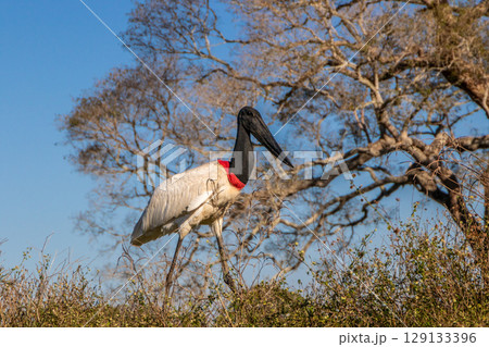Close Up of a Jabiru Stork Walking on a Riverbank in the Pantanal in Brazil 129133396
