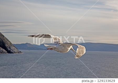 Seagull in flight over water 129133629