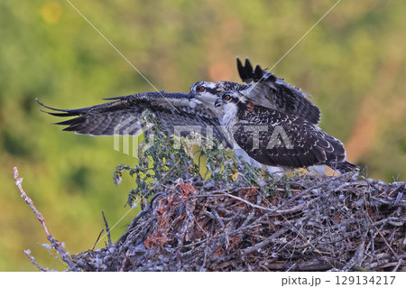 Babies Osprey ready for fly into their nest, Canada Babies Osprey ready for fly into their nest, Canada 129134217