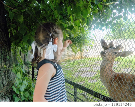 Close-up of a Little Fawn. Deer in the Cage. High quality photo 129134249