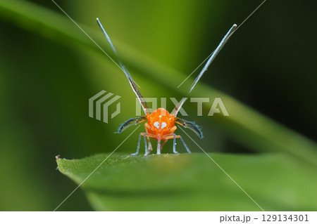 アカハネナガウンカ アカハネナガウンカ 129134301