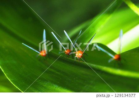 アカハネナガウンカ（4頭） 129134377